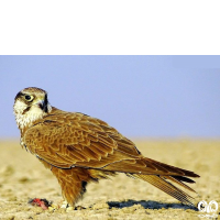 گونه شاهین بلوچی Laggar Falcon